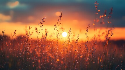 Wall Mural - A field of tall grass with a sun in the sky