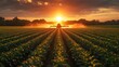 © zulie - A tractor sprays a field of crops at sunset, with the sun shining directly behind it.