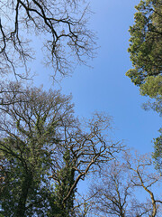 Wall Mural - looking up at autumn spring summer trees with a clear blue sky