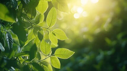 Wall Mural - Lush Green Leaves with Soft Sunlight in Background