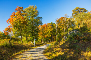 Wall Mural - Beautiful view of scenic path in the autumn forest surrounded by trees with colorful foliage under bright blue sky. Sweden.