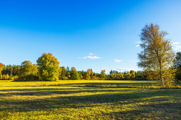 Wall Mural - Beautiful view of an agricultural field bordered by autumn trees with clear blue sky in background.