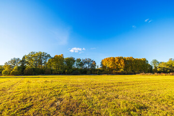 Wall Mural - Autumn field with colorful trees in distance under clear blue sky on sunny day.