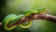 © sakda - A green snake sitting on a branch