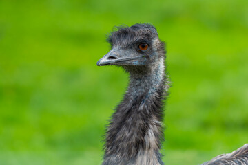 An emu poses against a background of vibrant green, its dark feathers and sharp beak emphasized by the natural setting.