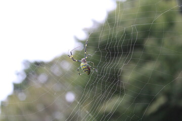 spider on web