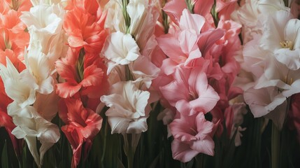 Canvas Print - Close-up of Gladiolus Flowers