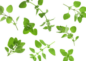 Poster - Fresh oregano twigs in air on white background