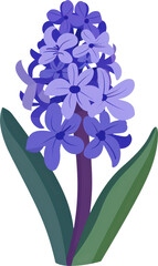 Wall Mural - Purple hyacinth flower