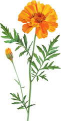 Wall Mural - A single marigold flower