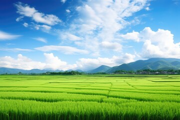 Asia s picturesque green rice paddy field beneath a stunning blue sky