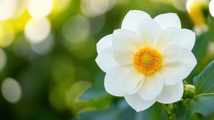 Wall Mural - A stunning white flower blooms with a vibrant yellow center, its beauty enhanced by a soft, blurred backdrop.