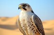 © HendraGalus - Majestic falcon perched proudly against the backdrop of the Arabian desert's golden sand dunes with sharp gaze and speckled plumage. Wildlife and nature concept