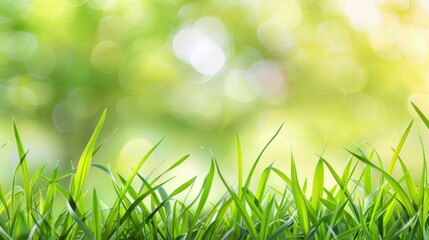 Canvas Print - Lush green grass field in a serene park setting, perfect for a peaceful day outdoors.