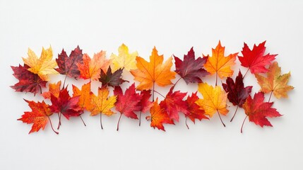 Poster - Elegant display of maple leaves on a white background, featuring a mix of red, orange, and yellow hues for a vibrant autumn effect