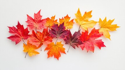 Poster - Elegant display of maple leaves on a white background, featuring a mix of red, orange, and yellow hues for a vibrant autumn effect