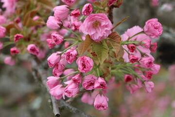 pink flowers