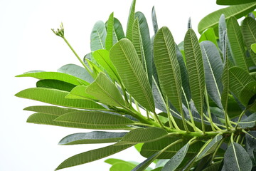 Wall Mural - beautiful green leaf texture in springtime, water drop on frangipani leaves
