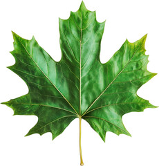 Wall Mural - oak leaf isolated on white