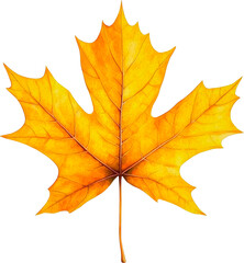 Wall Mural - autumn maple leaf