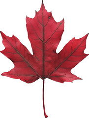 Wall Mural - red maple leaf