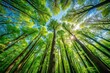 © suchetpong - Forest with lush foliage and tall trees seen from below during spring or early summer