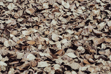 Fallen brown autumn leaves outdoors