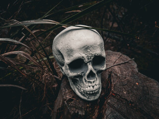 Halloween Skull, Mystery. Tropical background. Spooky time.