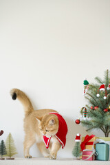 british cat wear green necktie sit on white table with christmas tree gift box and ornament decorate background