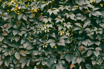 Green hedge of leaves of wild grapes. Dense hedgerow. Natural texture. Plant background. Beautiful nature wallpaper. Garden decoration