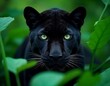 © RockiStock - close up of a black panther, dangerous black panther in jungle