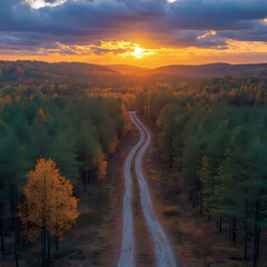 Top drone view of road in woods. Beautiful landscape with roadway in hills, pine trees, meadows, golden sunlight in fall. Travel