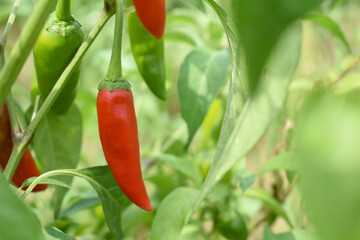 fresh red chili vegetable on plant closeup, chili plants in organic farming, Chilies closeup in field, red chili plant in a farmer's field, Ripe red chili on a plant in Chakwal, Punjab, Pakistan