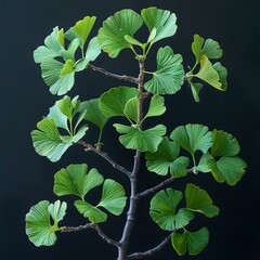 Poster - Ginkgo Biloba Leaves: A Study in Green and Form