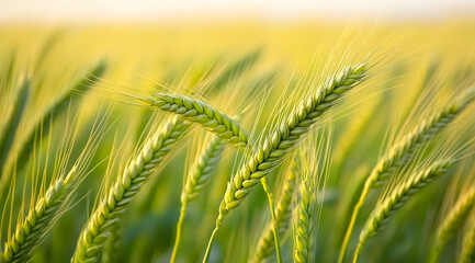 Sticker - Close-up of green wheat stalks swaying gently in scenic field.