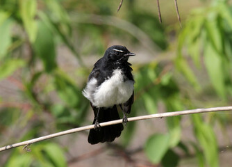 Wall Mural - Black and white Willie Wagtail bird sitting on a thin branch