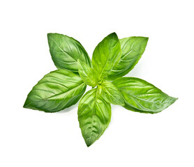 Basil leaves