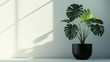 © Максим Гальянский - lush monstera plant with glossy leaves in sleek modern planter minimalist white background emphasis on organic shapes and textures indoor plant aesthetic