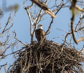 Wall Mural - Americas majestic bird that represents the freedom we have in America, The Bald Eagle. This Picture was tken from 500ft and the nest was 500ft in the Air