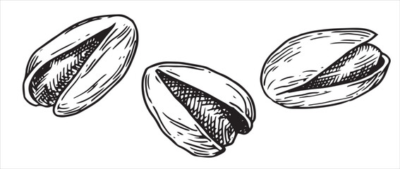 Wall Mural - pistachio nut illustration. linear drawing in sketch style