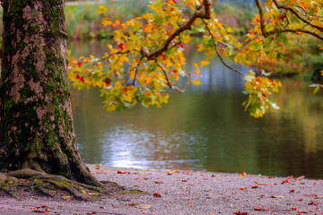 Wall Mural - Selective focus of tree trunk along the pond, Beginning of Autumn with green, orange and yellow leaves, Acer saccharum or sugar maple, Vondelpark is a public urban park in Amsterdam Zuid, Netherlands.