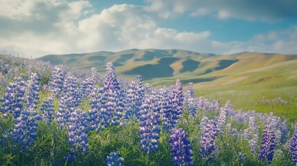 Wall Mural - Field of purple flowers with mountains