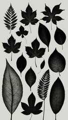 Wall Mural - Set of leaf silhouettes on white background.