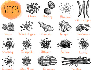 Ink Drawings of Spices.