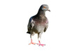 © piti - Full body of standing pigeon bird isolated on transparent background.