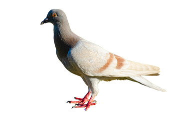 Wall Mural - Full body of standing pigeon bird isolated on transparent background.