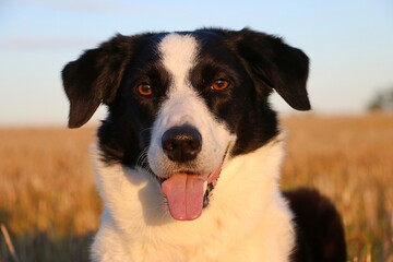 Wall Mural - head portrait of a beautoful black and white border collie with open mouth in a stubble field