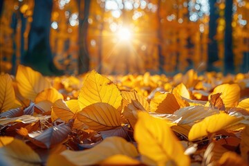 Wall Mural - Beautiful autumn landscape with yellow trees and sun. Colorful foliage in the park. Falling leaves natural background