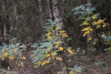 Poster - acacia tree with green and yellow leaves in the pine forest