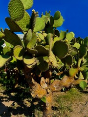 Edible opuntia cactus growing in warm parts of our planet, Mexican healthy delicatesy, opuntia as typical Tenerife plant, natural food 